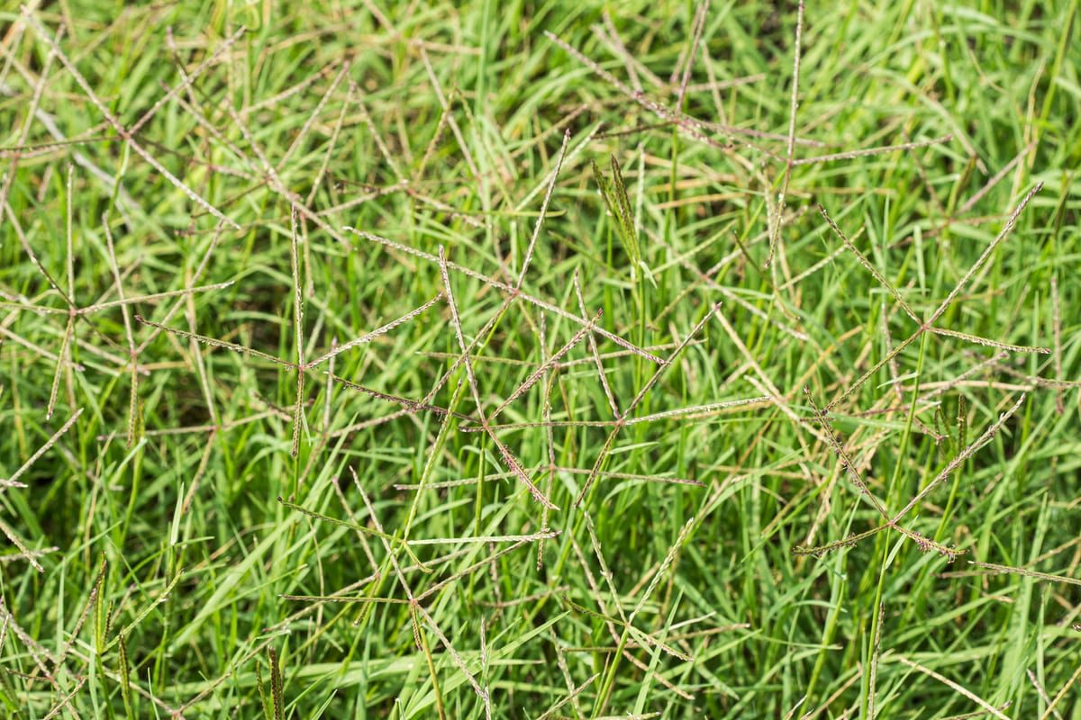 Bermudagrass (Cynodon dactylon) growing as a West Virginia lawn, close-up of blade texture and growth habit
