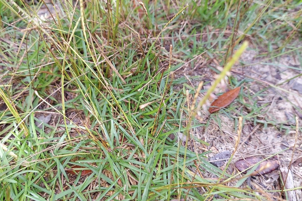 Centipedegrass (Eremochloa ophiuroides) growing as a Texas lawn, close-up of blade texture and growth habit