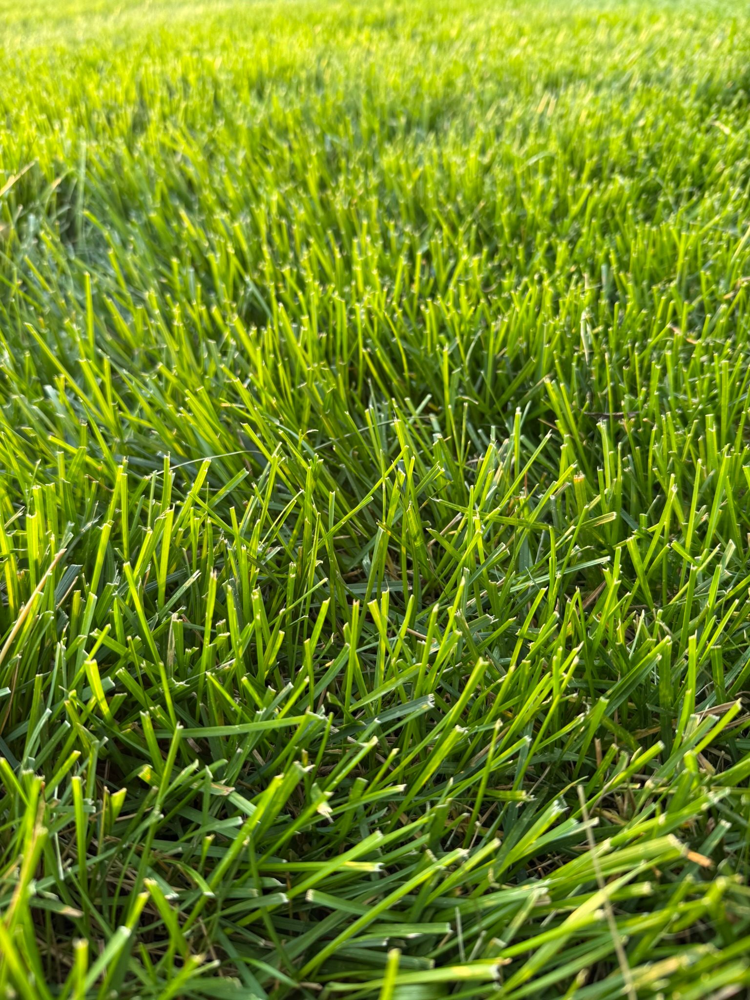 How to Start a Lawn from Scratch: The Complete Step-by-Step Guide for 2026