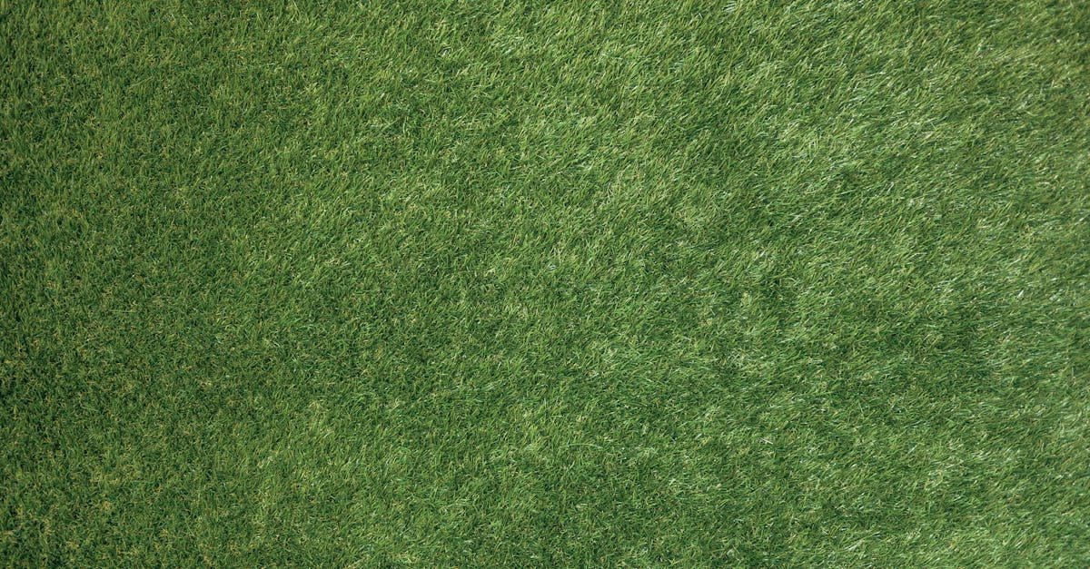 Understanding Kentucky Bluegrass in a Florida Winter photo