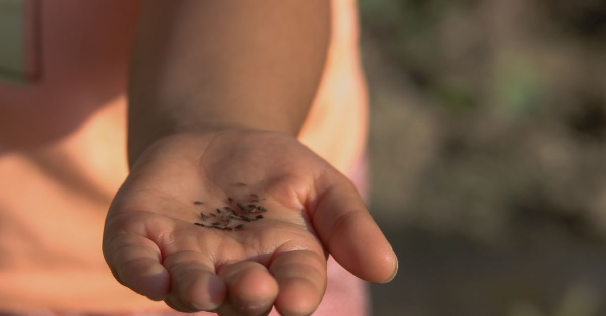 Dormant Seeding: How to Seed Your Lawn in Late Fall for Spring Germination