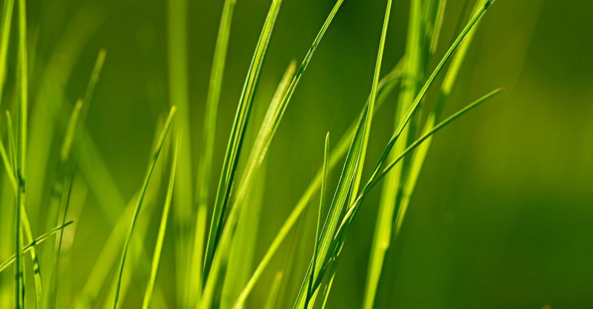 Types of Grass in Missouri: The Common Lawn Grasses
