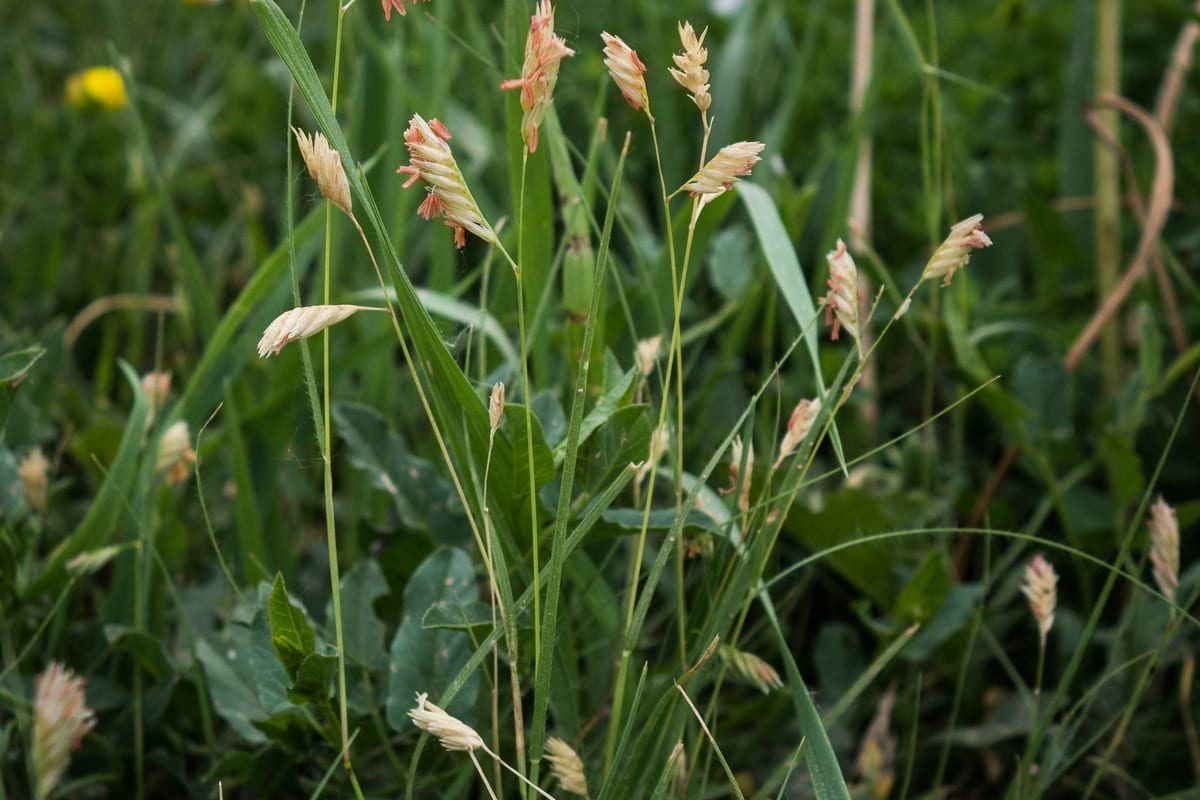 Buffalograss (Bouteloua dactyloides) growing as a California lawn, close-up of blade texture and growth habit