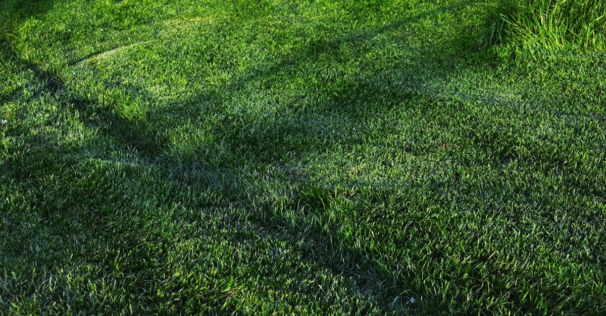 Building Your Lawn Starter Kit for Beginners