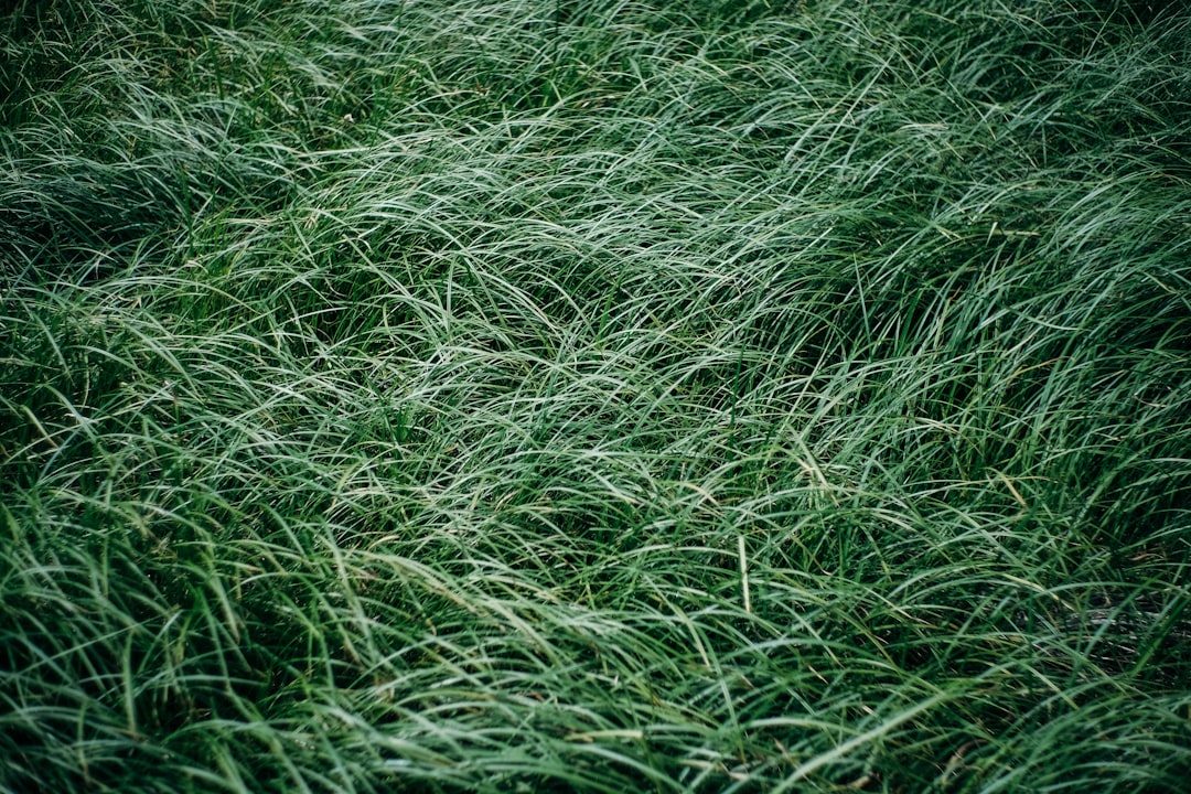 Best Fertilizer for Bermuda Grass: 7 Tested Picks for a Thicker 2026 Lawn