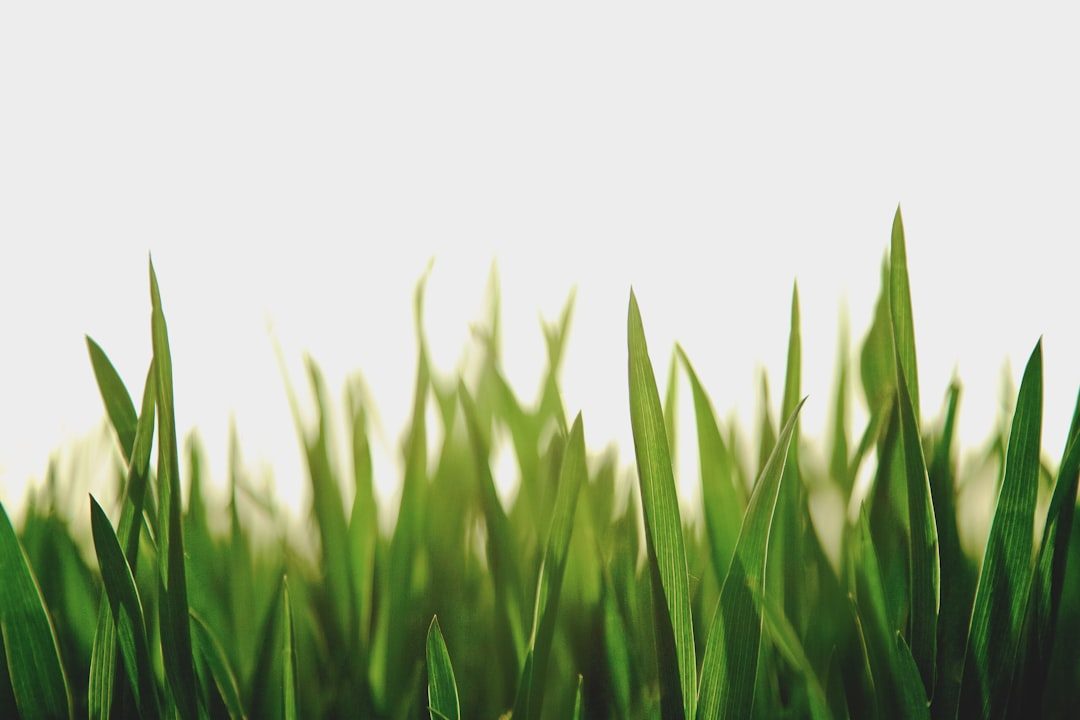 Understanding St. Augustine Grass in South Carolina
