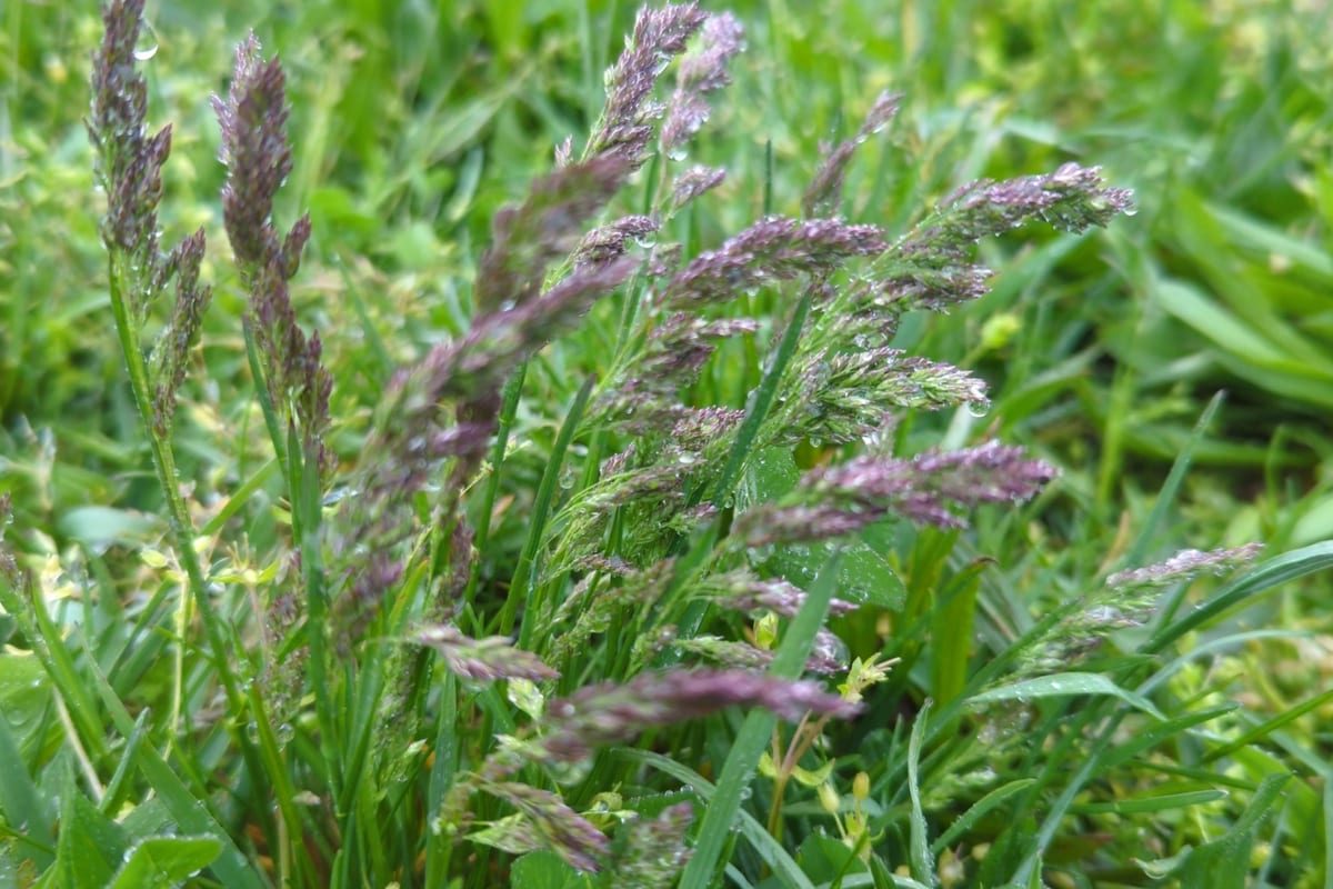Kentucky Bluegrass (Poa pratensis) growing as a New York lawn, close-up of blade texture and growth habit