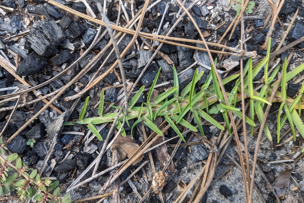 Centipedegrass (Eremochloa ophiuroides) growing as a Georgia lawn, close-up of blade texture and growth habit