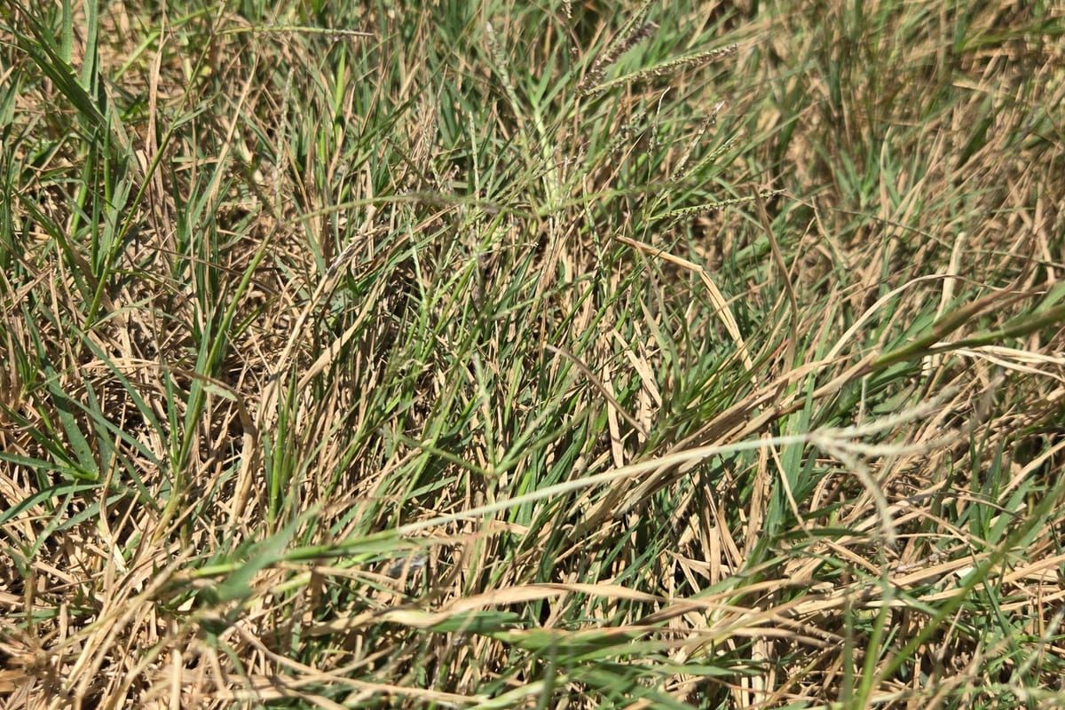 Bermudagrass (Cynodon dactylon) growing as a Louisiana lawn, close-up of blade texture and growth habit