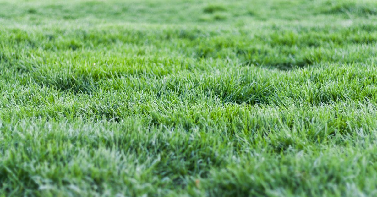 The 10 Best Lawn Care Services in Dallas, TX (2026)