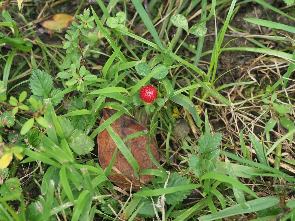 Mock Strawberry in a Lawn: How to Identify It and What to Do Next