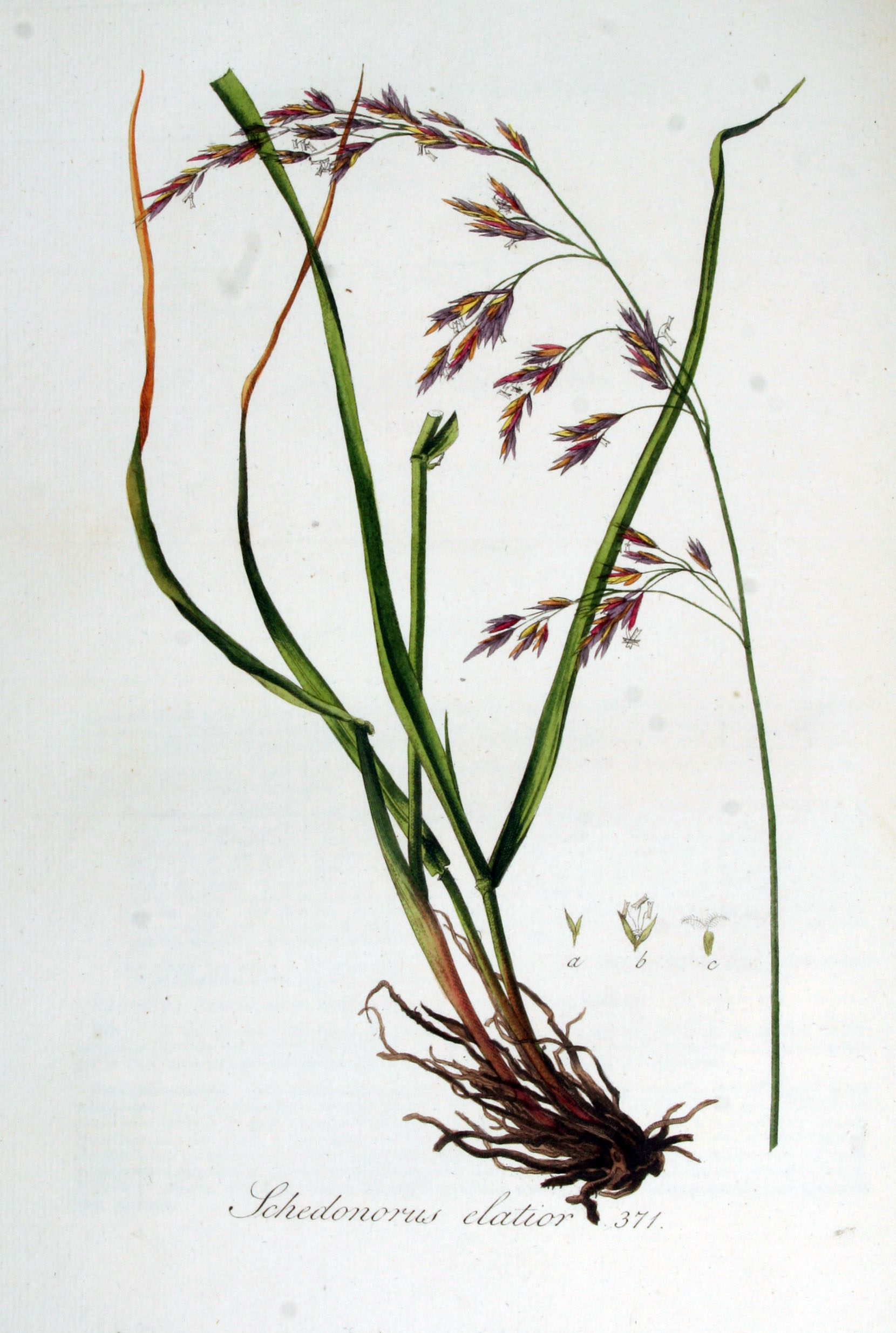 Photo by Flora Batava (Public domain) Tall fescue botanical illustration showing blade and seed head