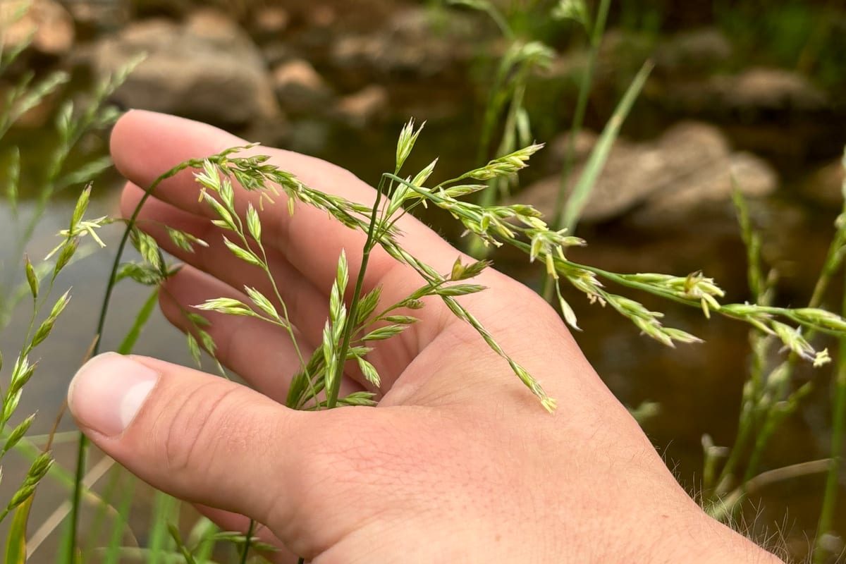 Tall Fescue (Festuca arundinacea) growing as a West Virginia lawn, close-up of blade texture and growth habit