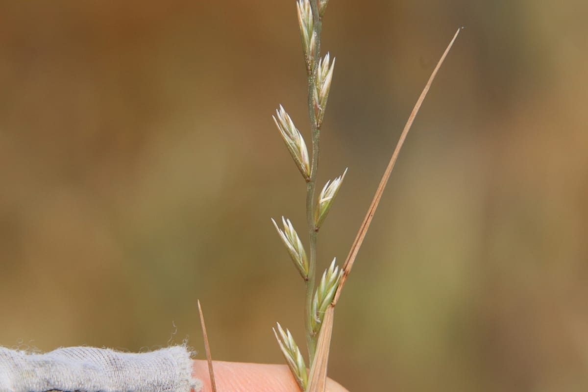 Perennial Ryegrass (Lolium perenne) growing as a New Mexico lawn, close-up of blade texture and growth habit