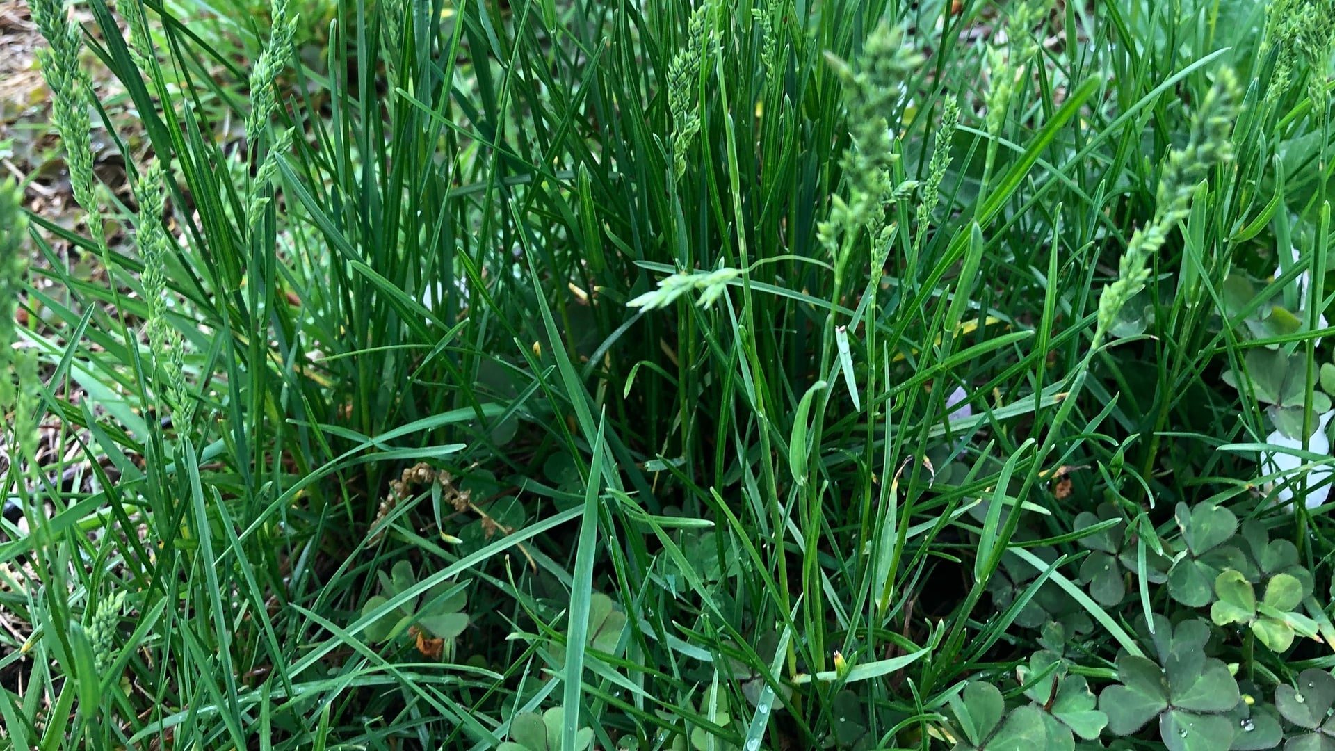 Photo by Andrew Conboy on iNaturalist (CC BY 4.0) Dense Kentucky bluegrass with fine upright blades and slender green seed heads