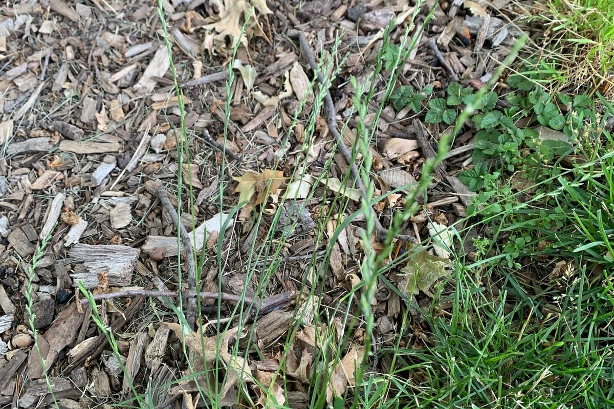 Perennial Ryegrass (Lolium perenne) growing as a Michigan lawn, close-up of blade texture and growth habit