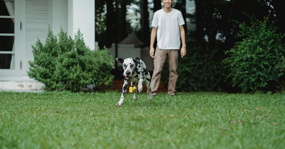 Best Grass for High Traffic Areas: 6 Toughest Types for Kids, Pets and Sports