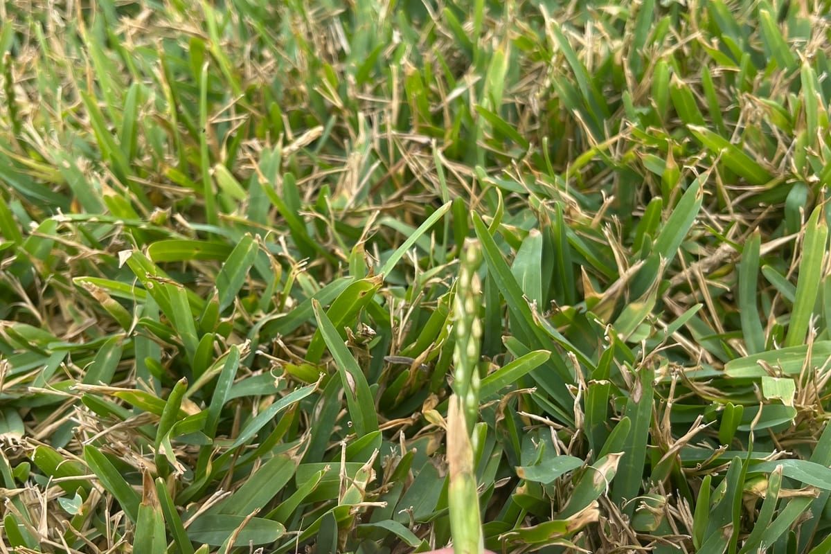 St. Augustinegrass (Stenotaphrum secundatum) growing as a North Carolina lawn, close-up of blade texture and growth habit