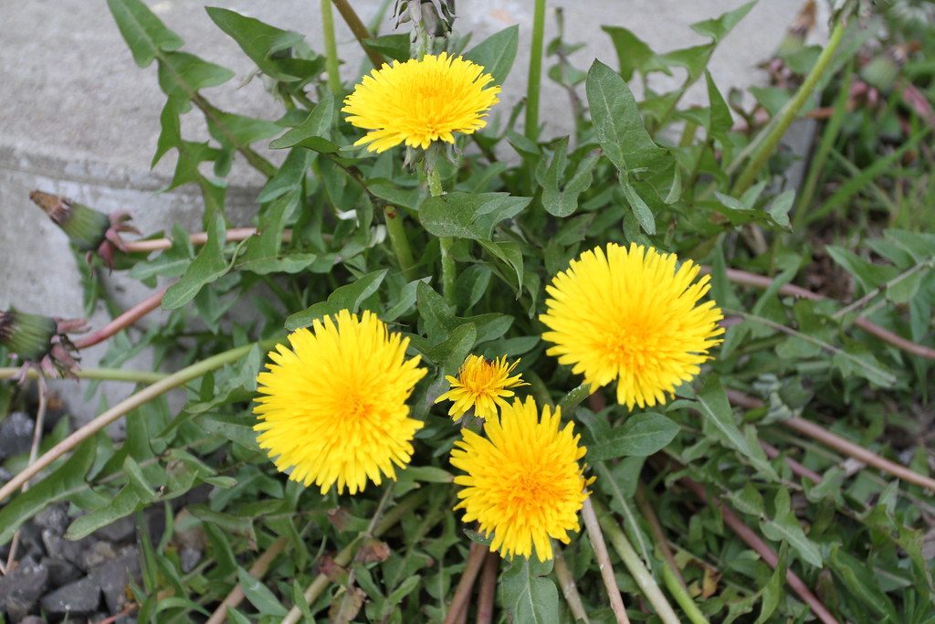 Best Lawn Weed Killer for Beginners