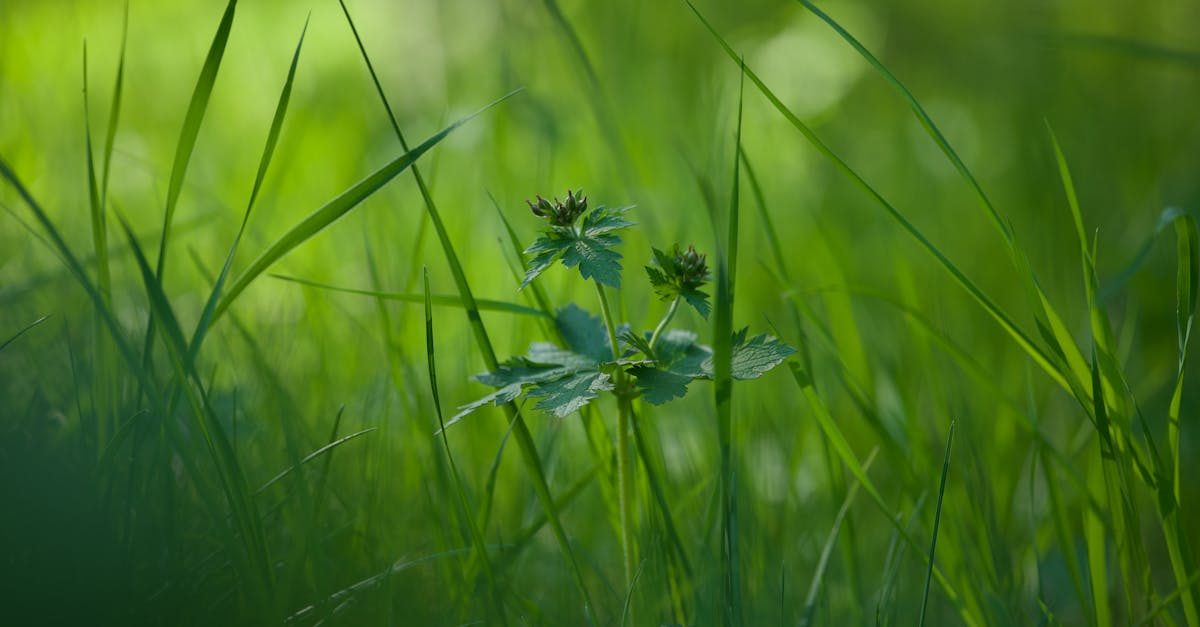 Photo by Lauri Poldre on Pexels Pre-Emergent Weed Control for Zoysia Grass photo