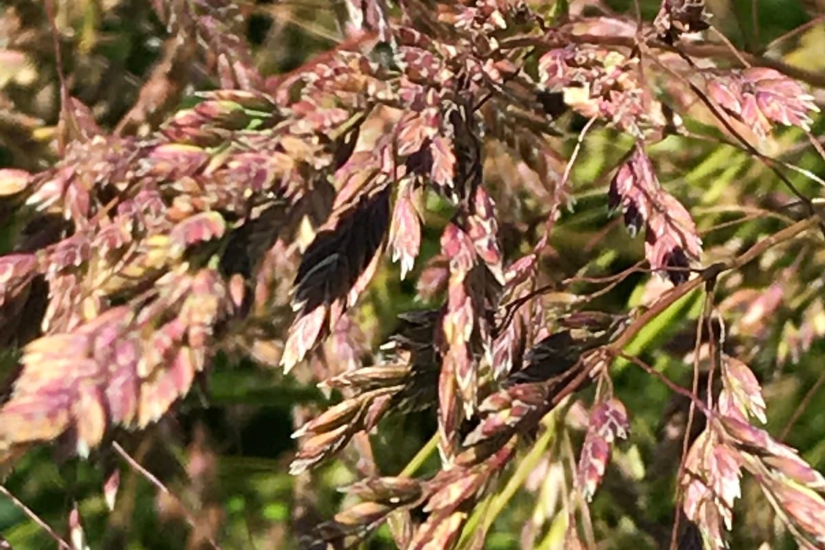 Kentucky Bluegrass (Poa pratensis) growing as a Oregon lawn, close-up of blade texture and growth habit