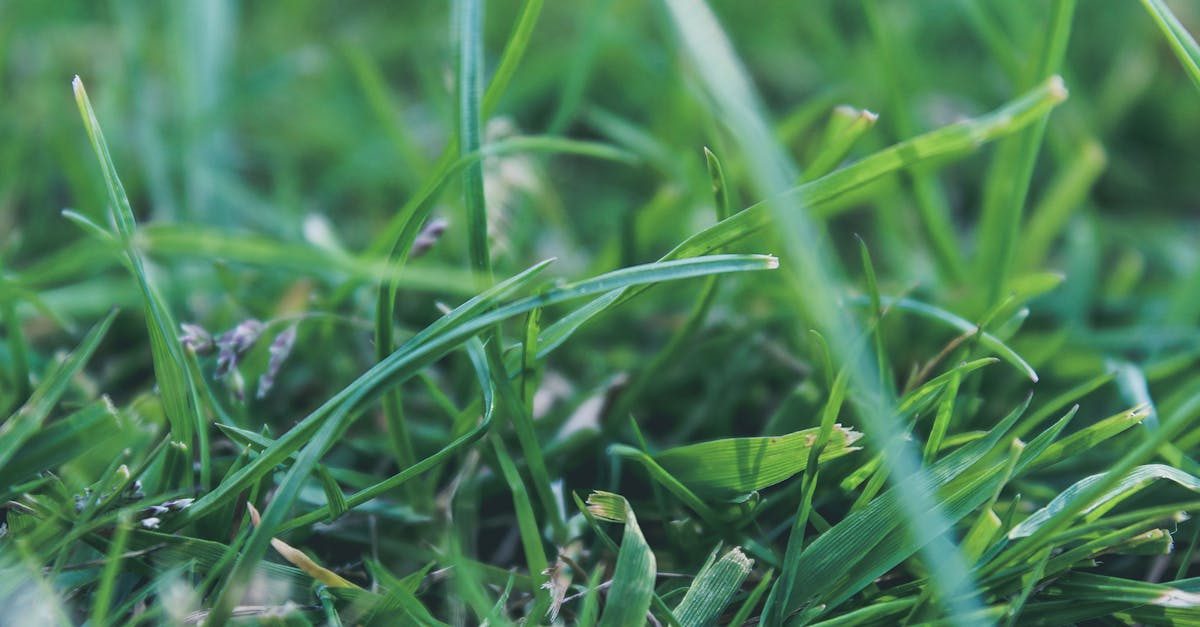Watering lawn grass