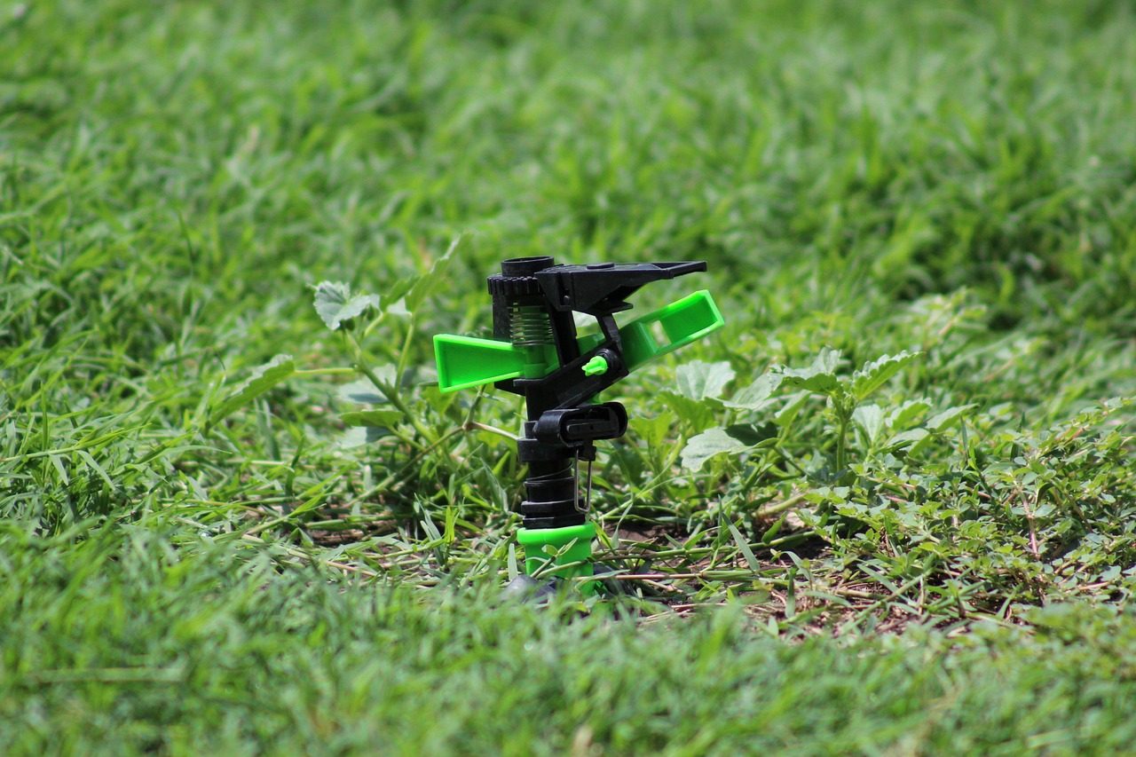 Drought Tolerant Lawn Guide: Grasses, Watering, and Rebates