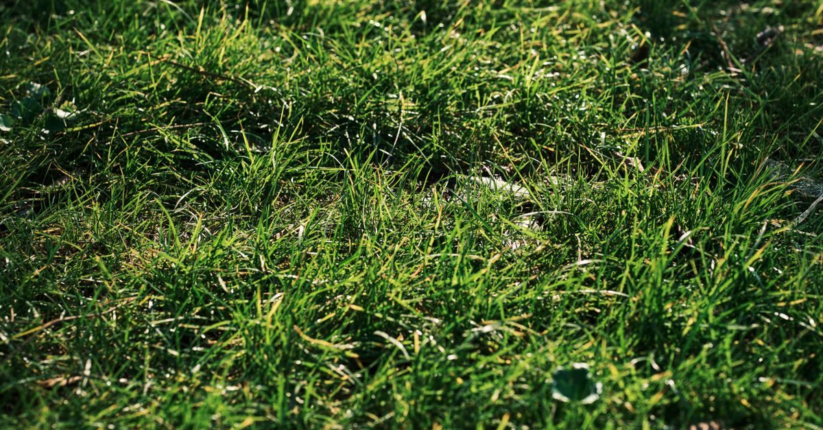 Best Fertilizer for Bermuda Grass in Mississippi (2026)