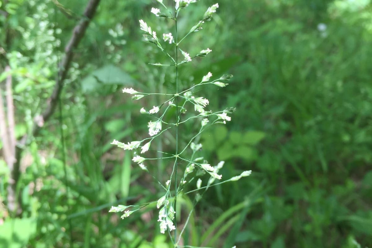 Kentucky Bluegrass (Poa pratensis) growing as a Tennessee lawn, close-up of blade texture and growth habit