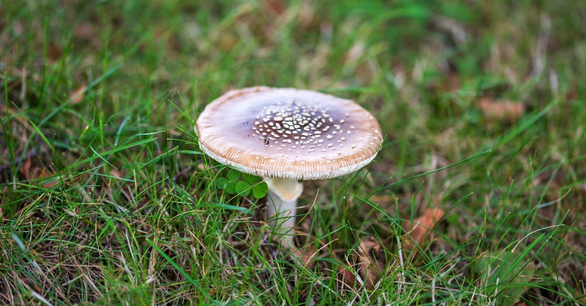 How to Prevent Brown Patch in Your Lawn (Summer Fungus Guide)