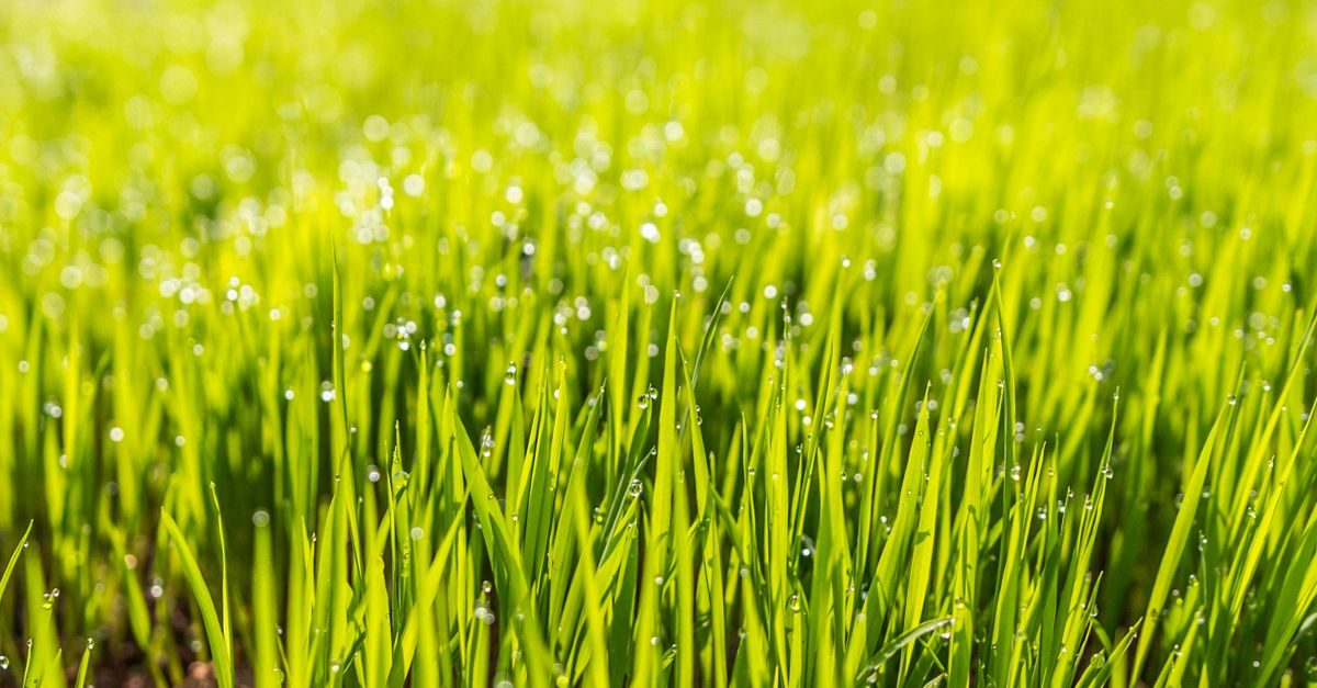 Lawn Care Website Design: What Actually Converts Visitors Into Customers