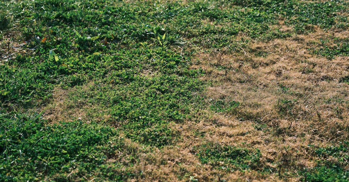 Lawn grass and soil pH management