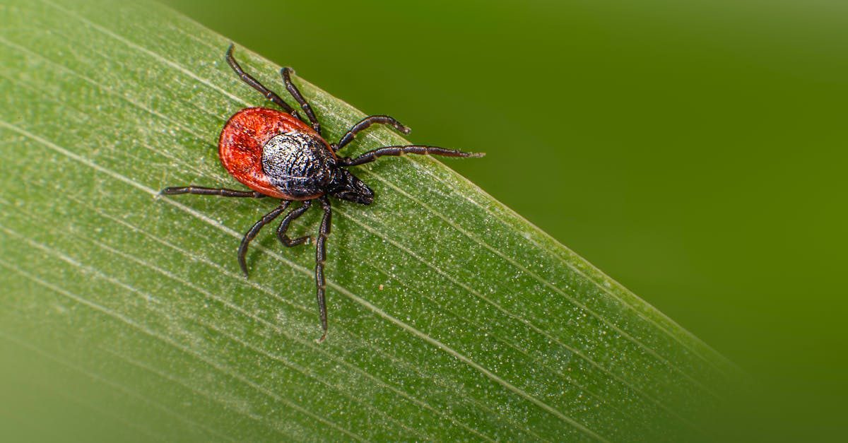 Natural Lawn Pest Control: Pet-safe and Kid-safe Approaches