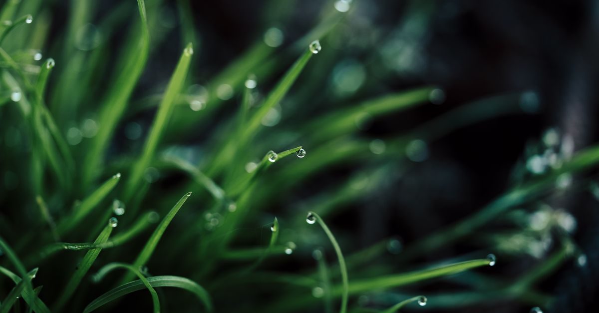Alabama Centipede Fertilizer Schedule: When to Fertilize Centipede in Alabama