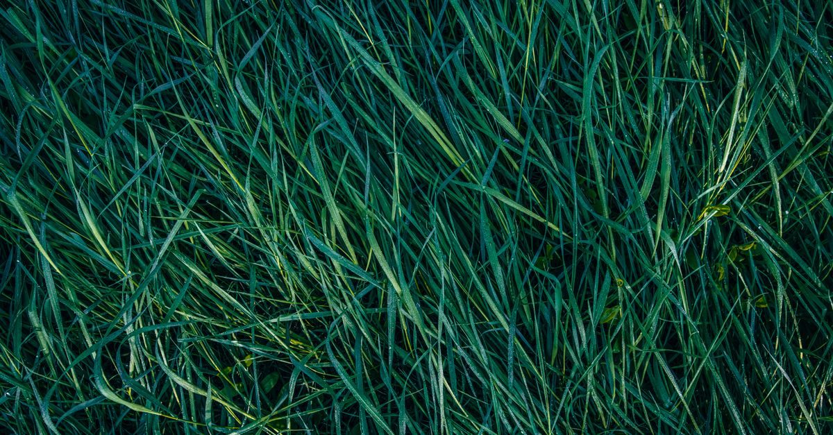 Best Liquid Iron for Lawns: Darker Green Without the Extra Mowing (2026)