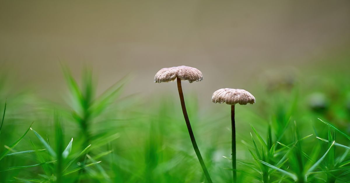 Mushrooms in Your Lawn: Why They Show Up and What to Do