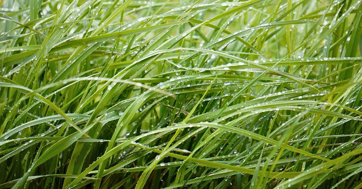 Sod Webworms: How to Spot the Lawn Moths and Stop the Damage