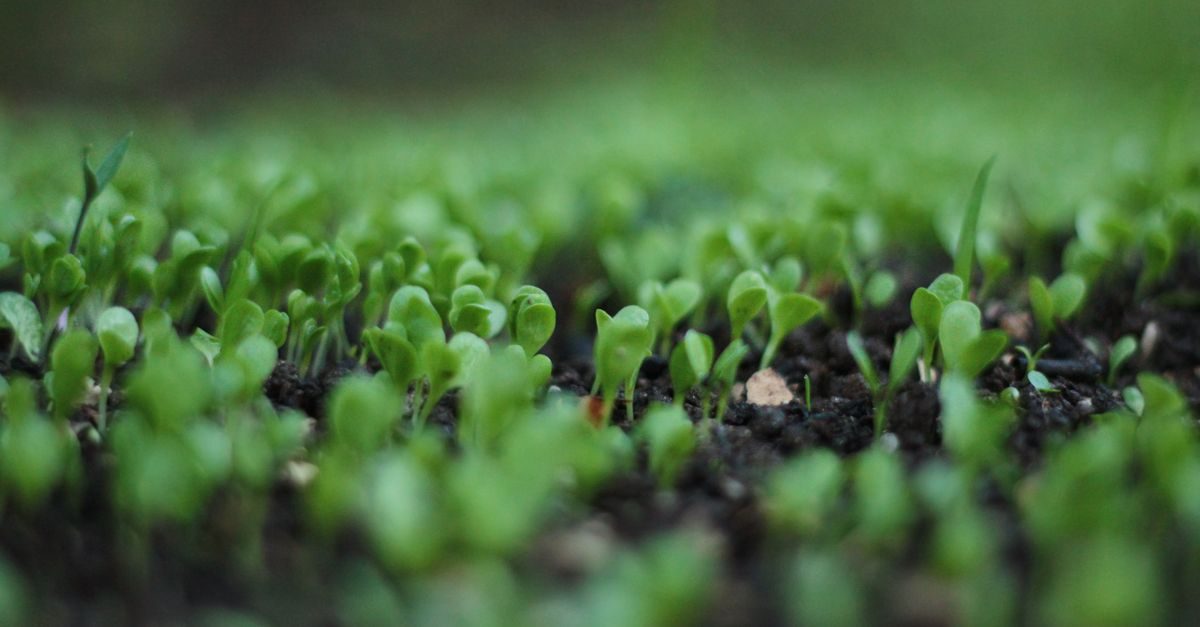 Sod vs Seed: Cost, Timing, and Which Is Right for Your Lawn