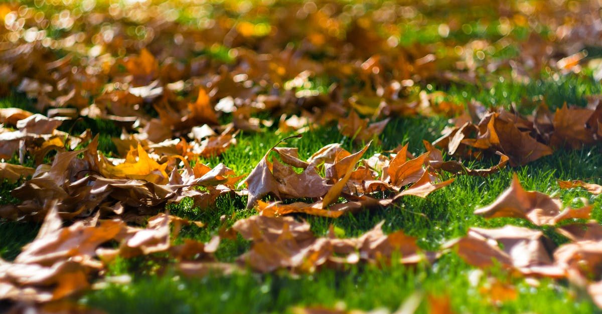 Photo by Juan Pablo Amador DÃaz on Pexels Applying lime to lawn grass to raise soil pH for healthy turf