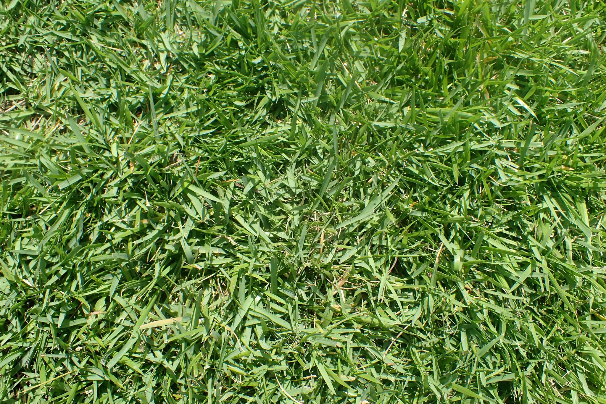 Photo by Krzysztof Ziarnek, Kenraiz · CC BY-SA 4.0 · Wikimedia Commons Zoysiagrass lawn