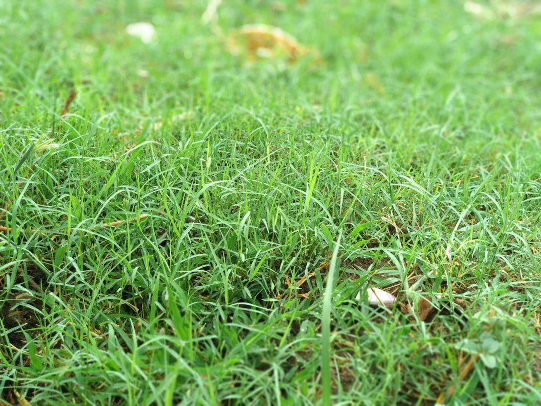 Can You Overseed After Applying Scotts Weed and Feed?