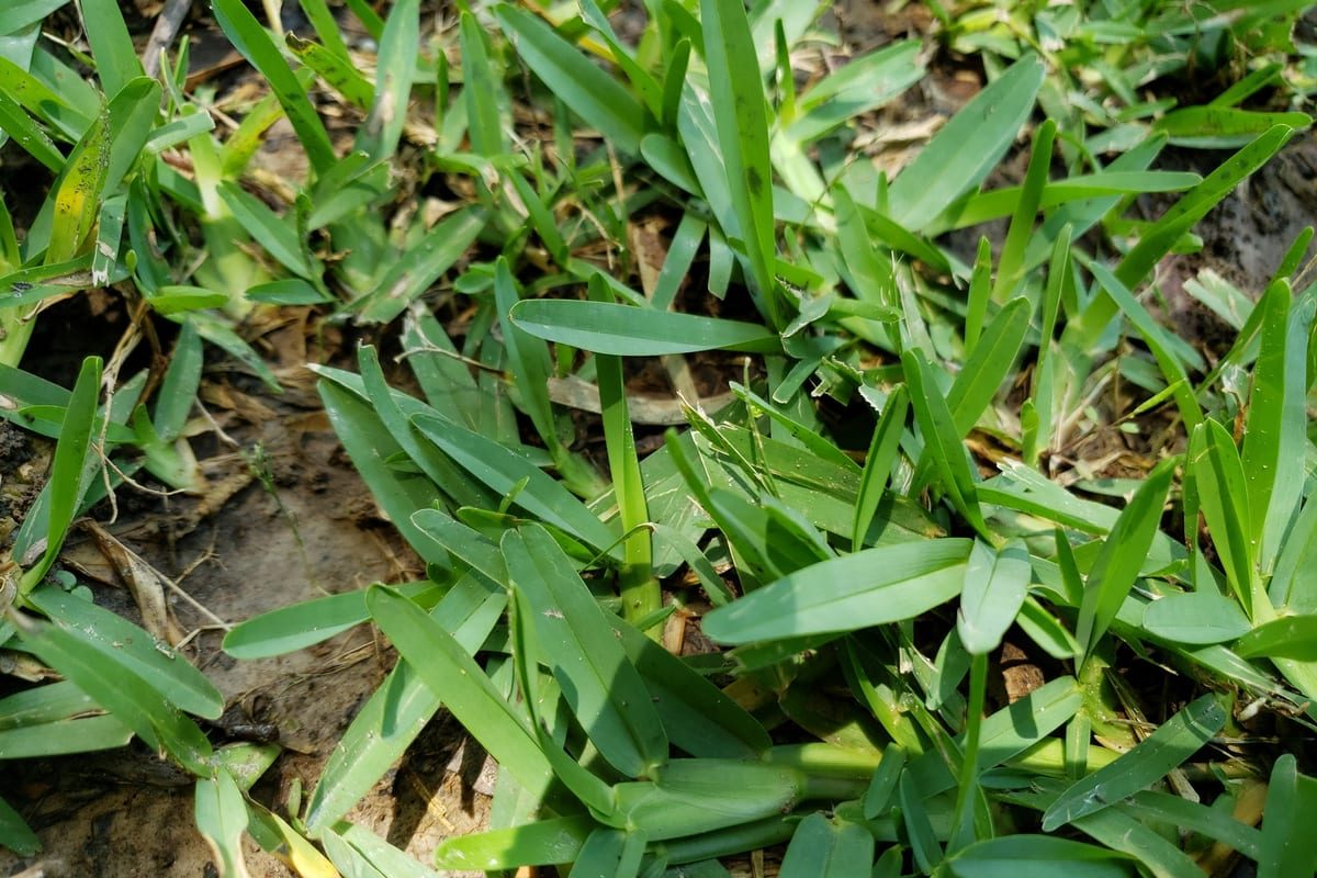 St. Augustinegrass (Stenotaphrum secundatum) growing as a Louisiana lawn, close-up of blade texture and growth habit
