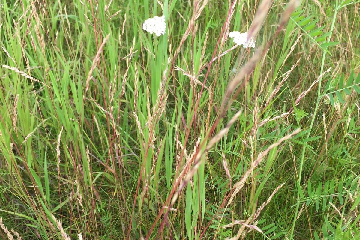 Fine Fescue (Festuca spp.) growing as a New York lawn, close-up of blade texture and growth habit