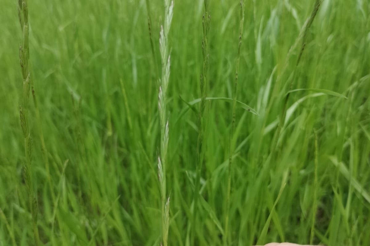 Perennial Ryegrass (Lolium perenne) growing as a Pennsylvania lawn, close-up of blade texture and growth habit