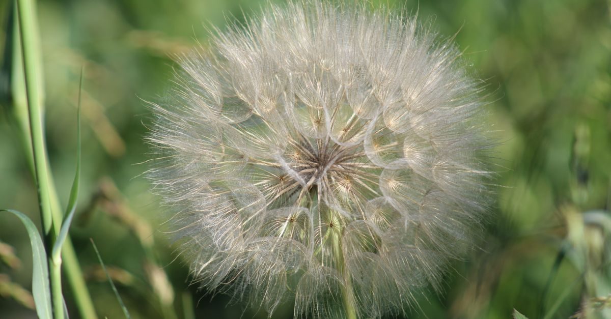Gray Leaf Spot in Lawns: How to Identify and Treat It