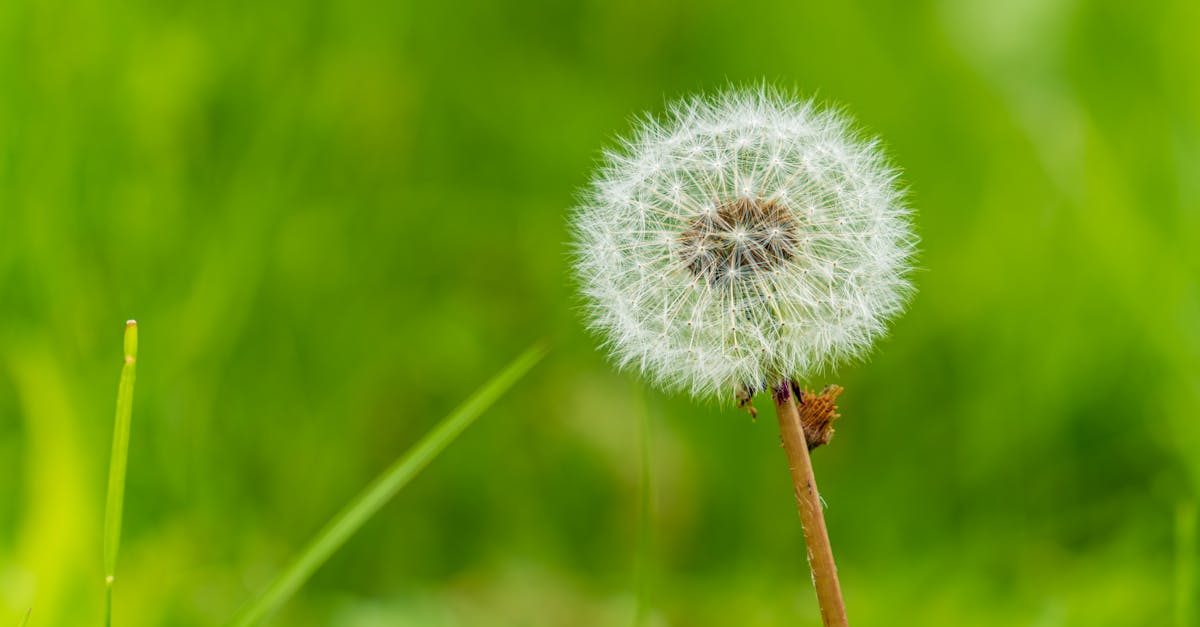 Scotts Weed and Feed: Free Printable Application Guide & Instructions