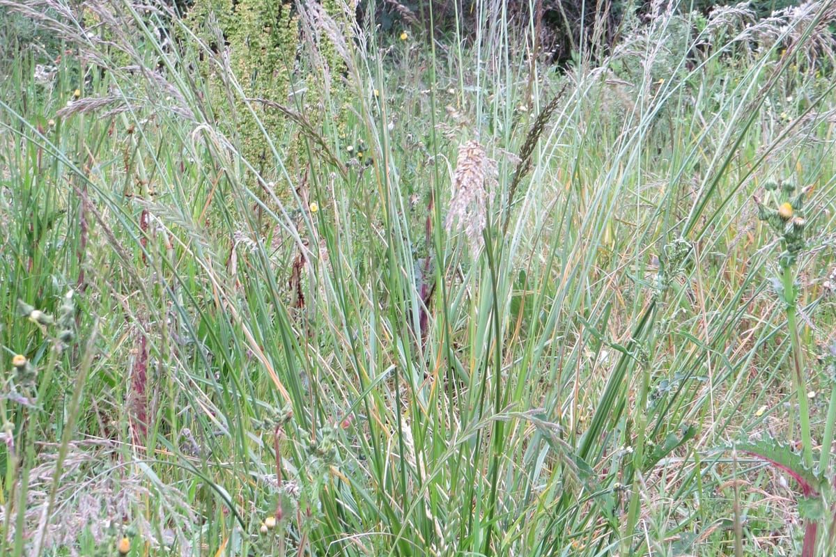 Tall Fescue (Festuca arundinacea) growing as a California lawn, close-up of blade texture and growth habit