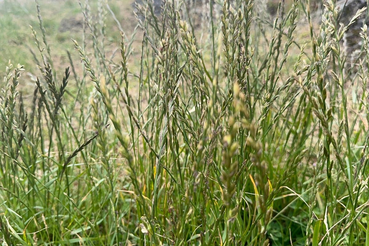 Perennial Ryegrass (Lolium perenne) growing as a Washington lawn, close-up of blade texture and growth habit