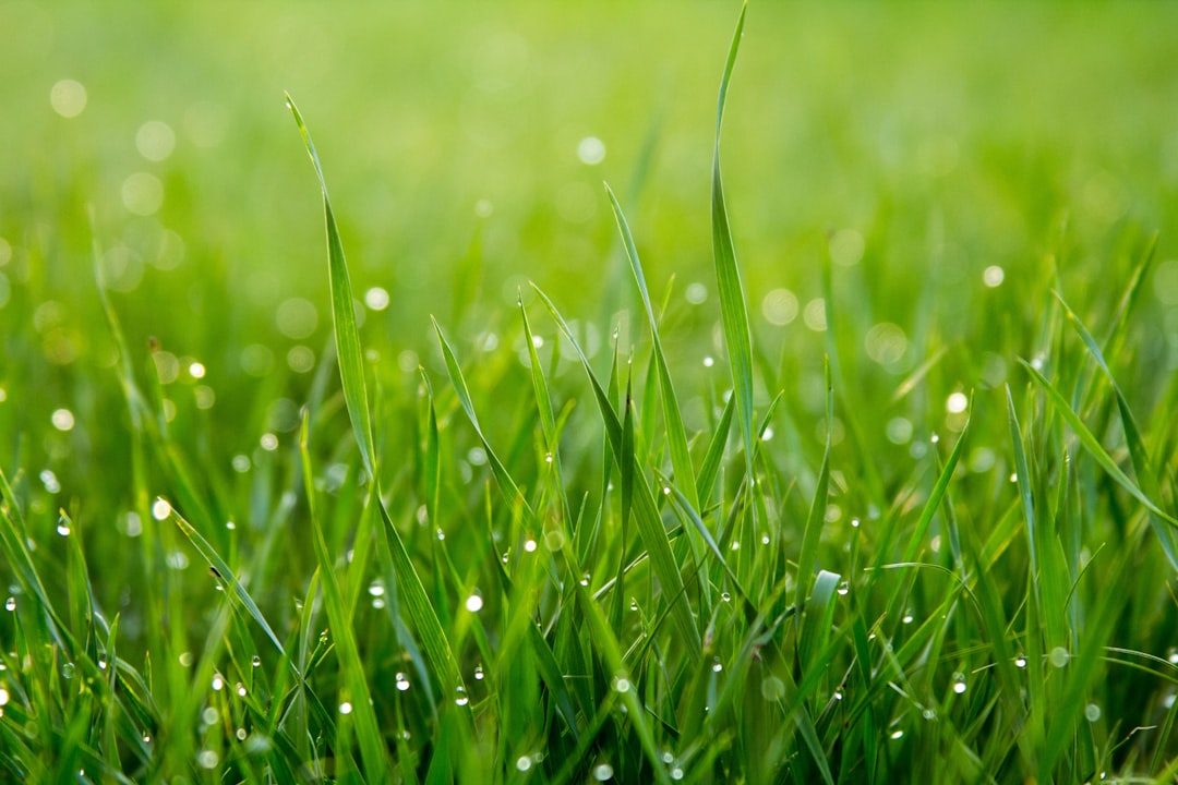 Best Fertilizer for St. Augustine Grass in Florida (2026 Top Picks)