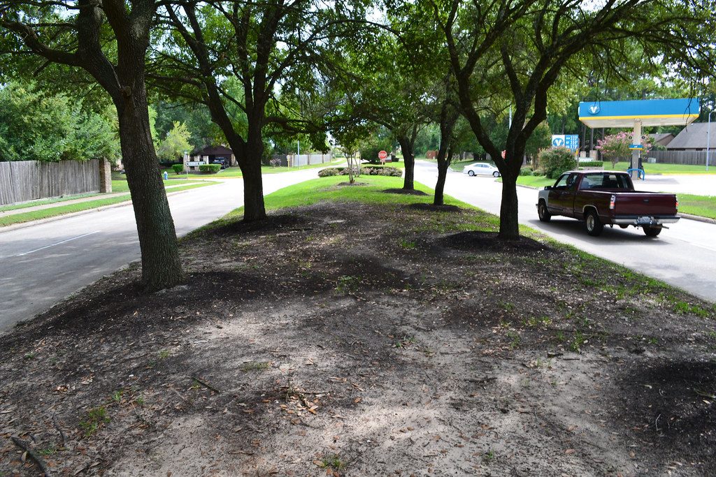When Is the Best Time to Apply Fungicide to Lawn